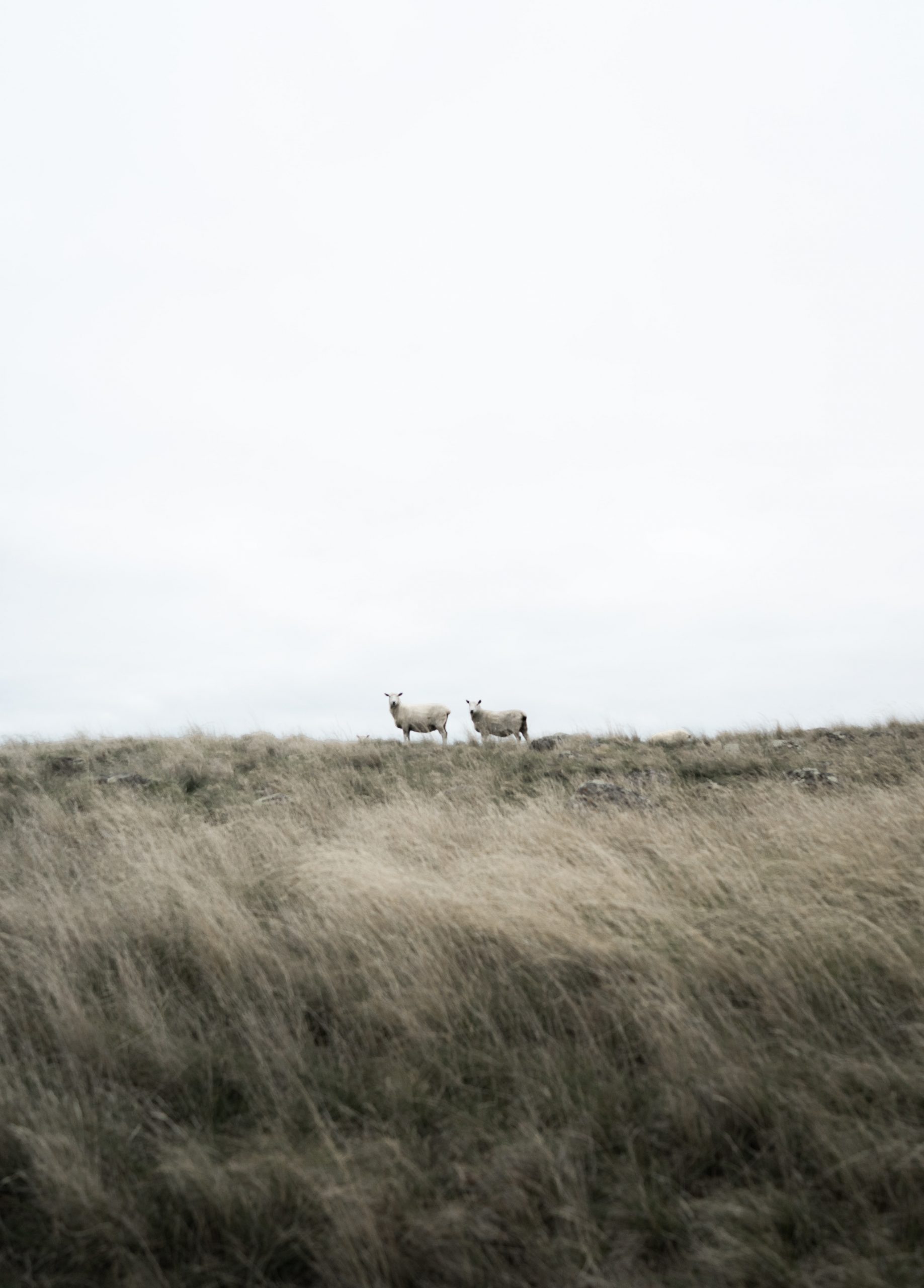 Two white sheep on a field, staring at the camera.
