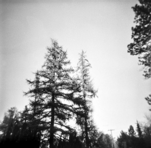 A lower-angle shot of a cluster of evergreen trees in black and white.