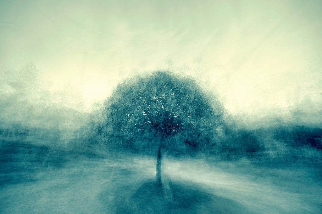 a photograph of a tree with a blue-grey filter and blurred background